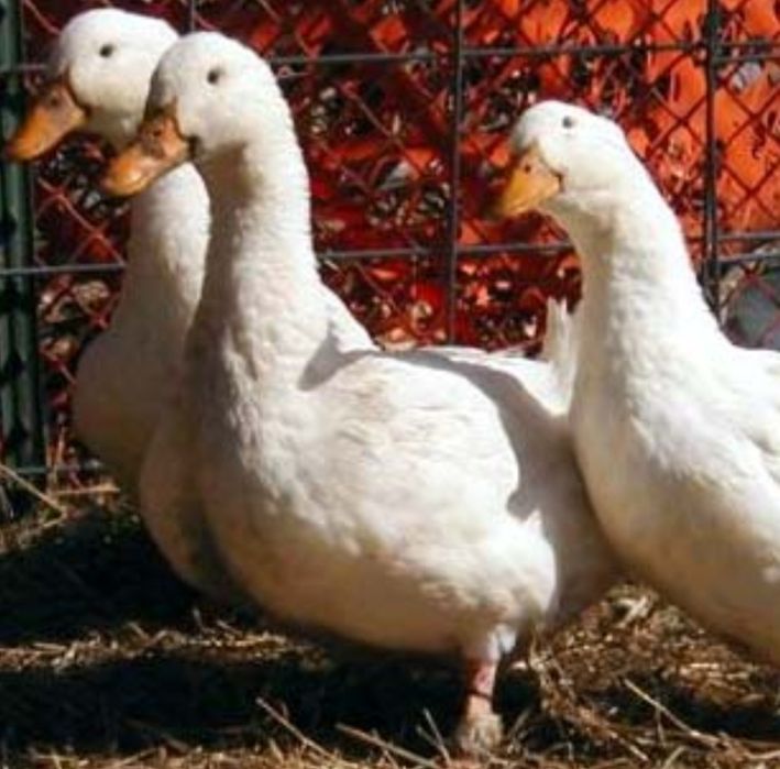 Kaczki mięsne Pekin