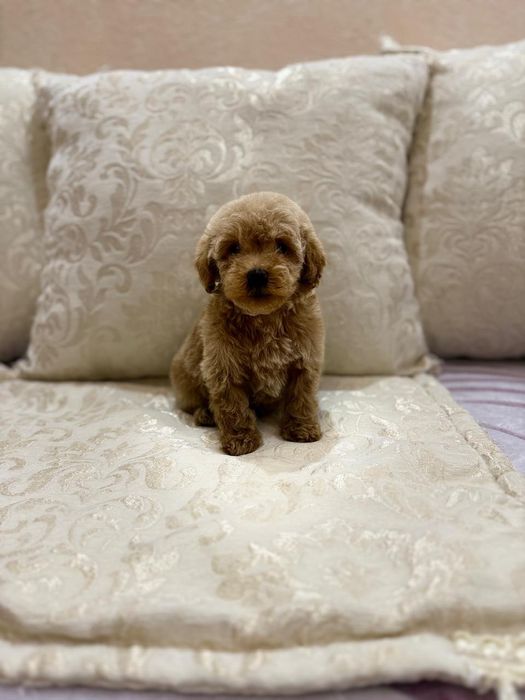 мальтипу ф2  мини мальчик