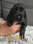 Cocker Spaniel Angielski Rodowód