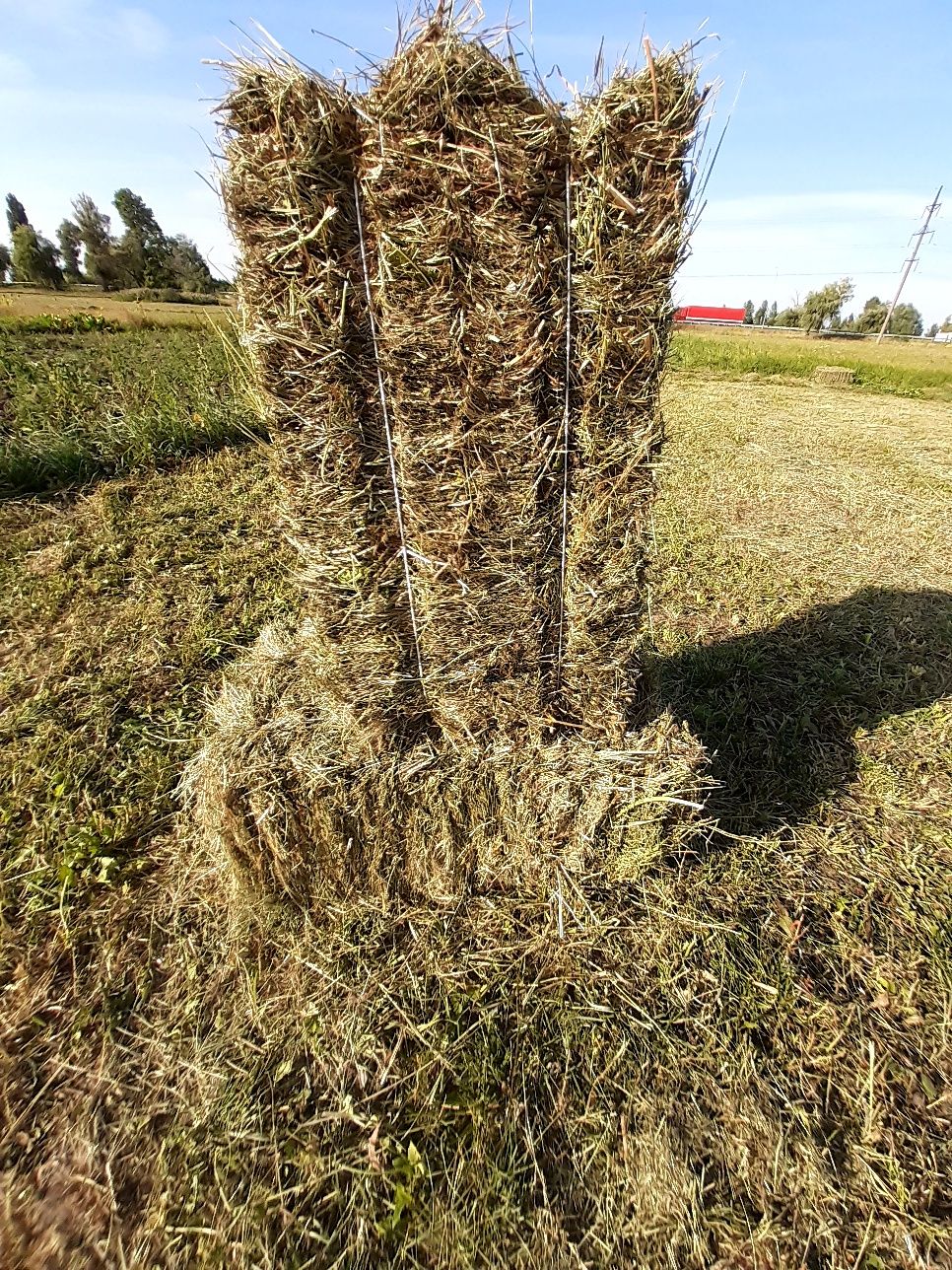 Продаю "Сіно")))100гр тюк.