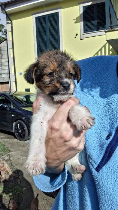 Dá-se cafezinhos bebés