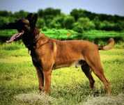 Owczarek belgijski Malinois