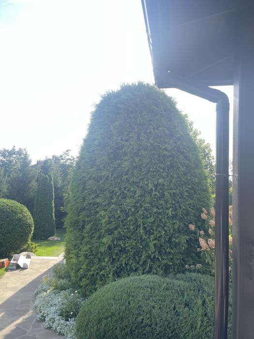 Стрижка хвойных растений