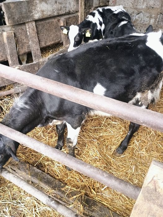 Sprzedam byczka i jałówkę odsatki