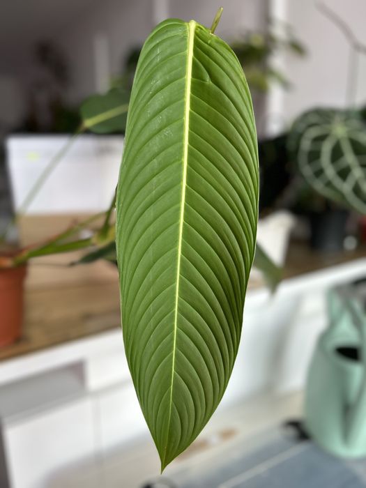 Roślina Kolekcjonerska Philodendron Heterocraspedon