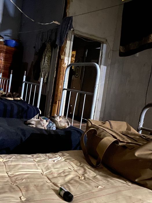 Котики у гарні руки