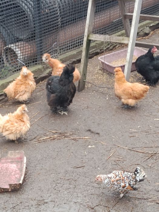 Sprzedam parkę silek i kurczęta