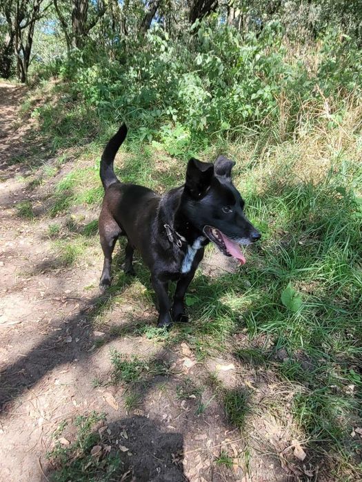 Mały czarny psiak czeka na dom!