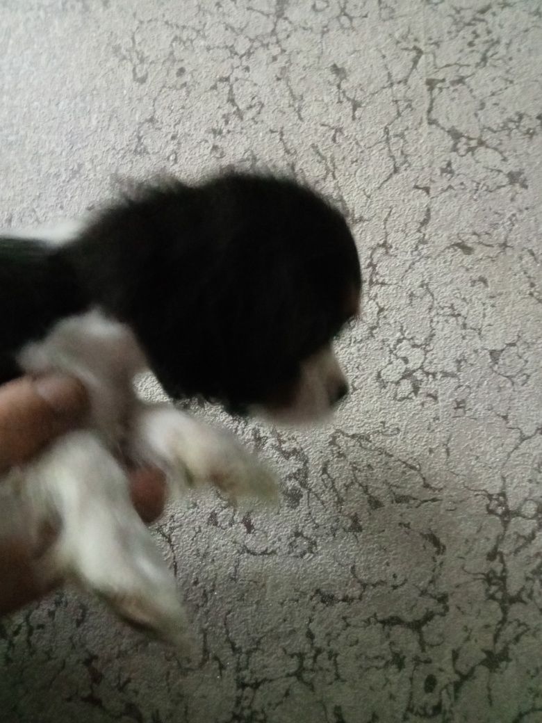 Cavalier King Charles Spaniel pies