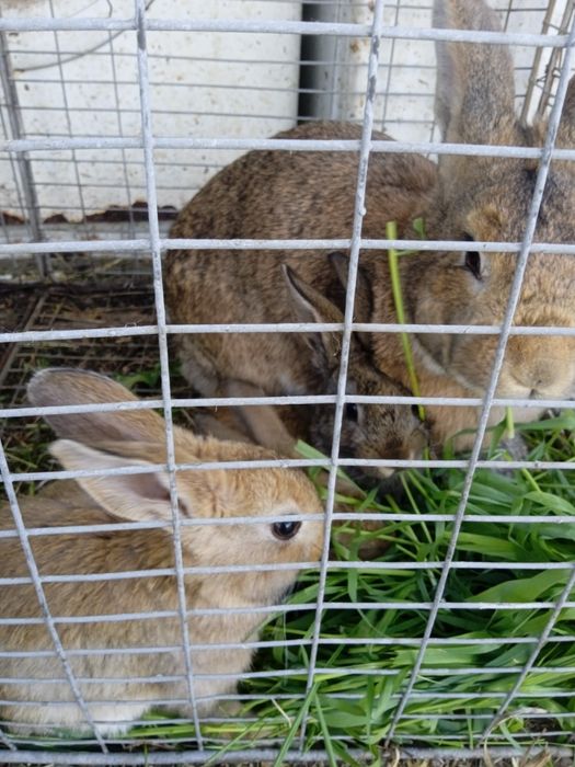 Продам кроликів " як зайці"