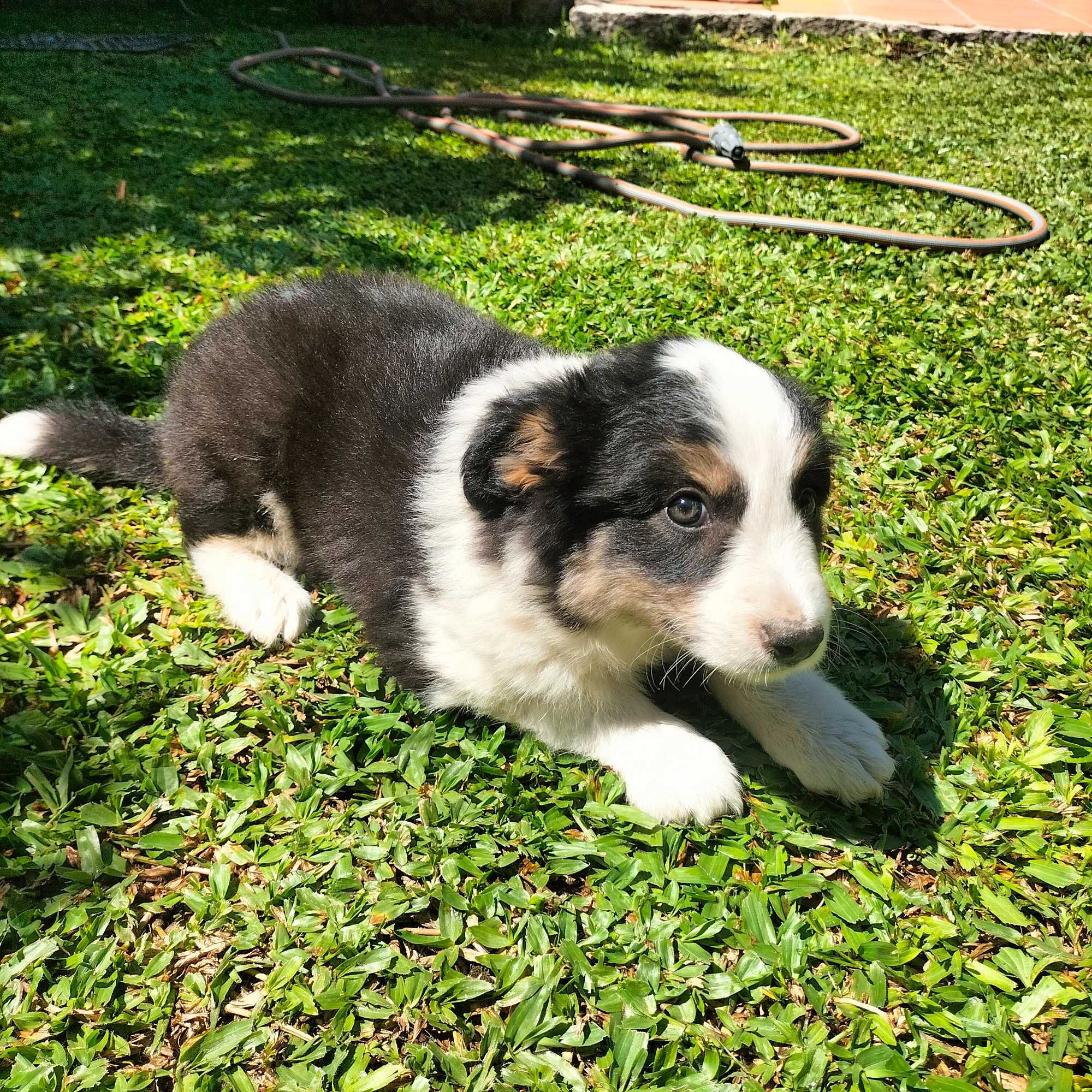Border collie tricolor fêmea