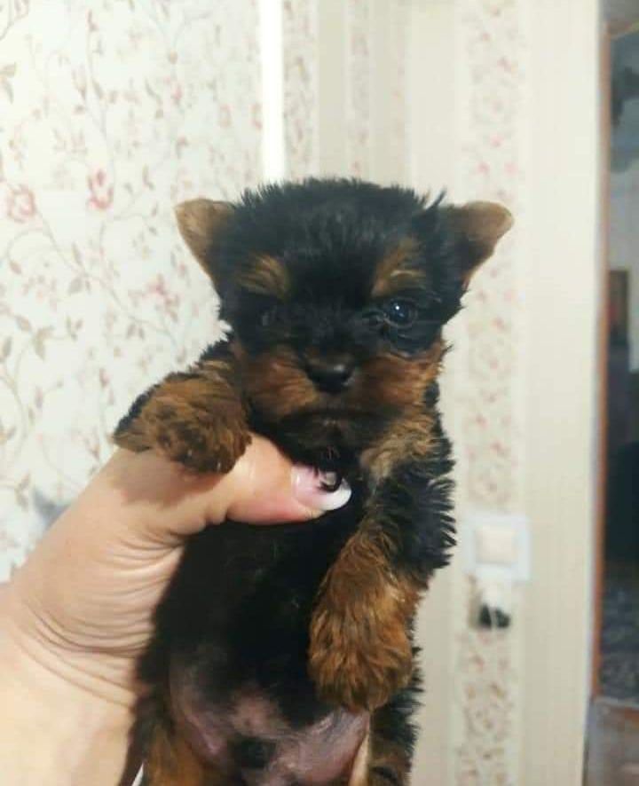 Продам щенков Йорка.