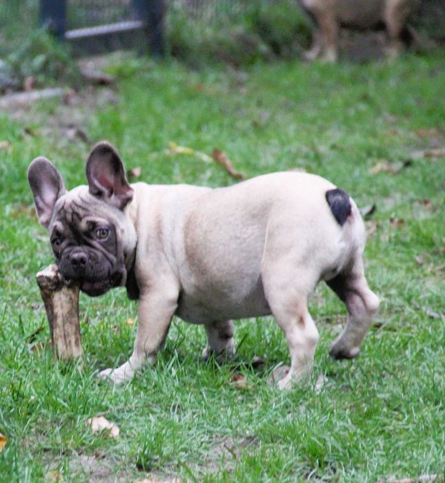 Buldog Francuski  chłopak z genem Fluffy