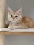 Kotka Maine coon Malinka