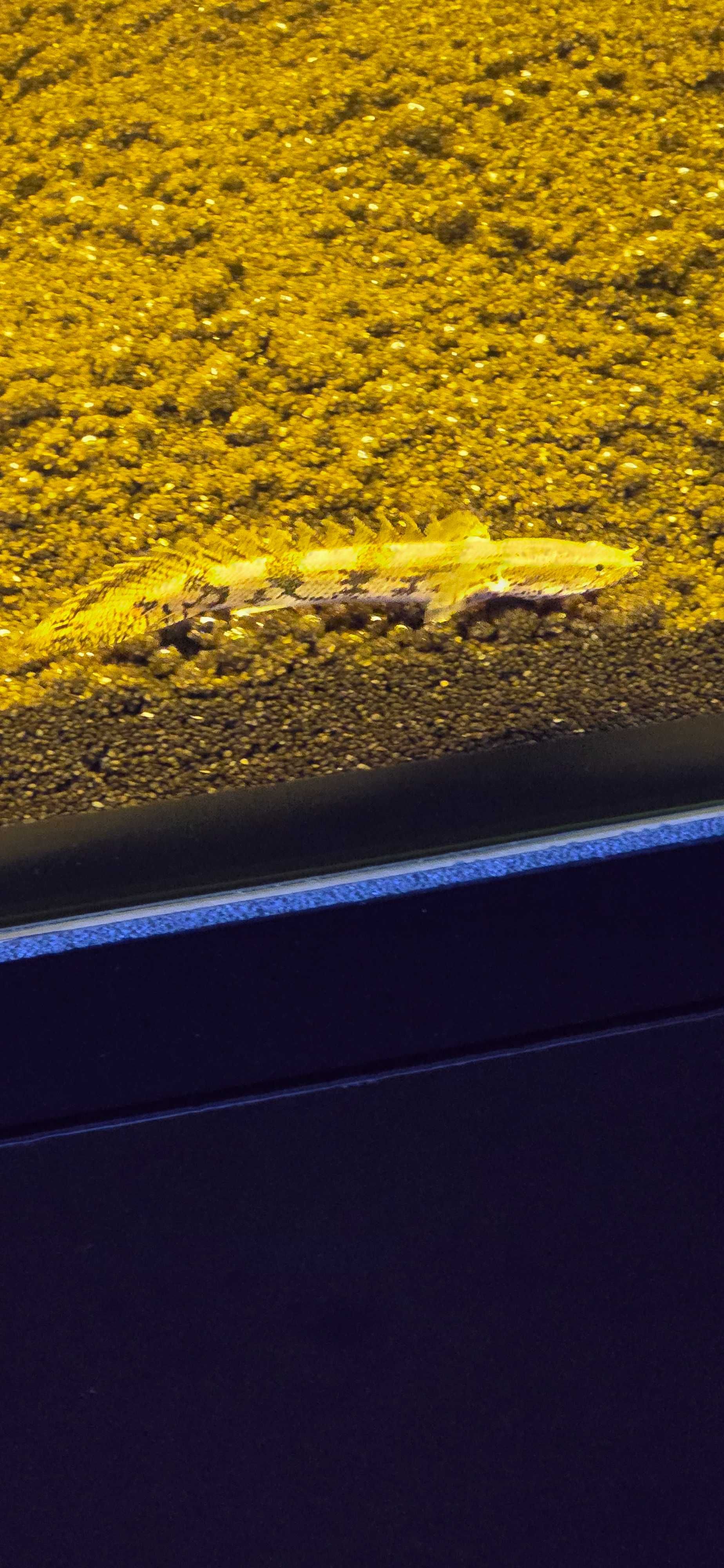 Polypterus endlicherii