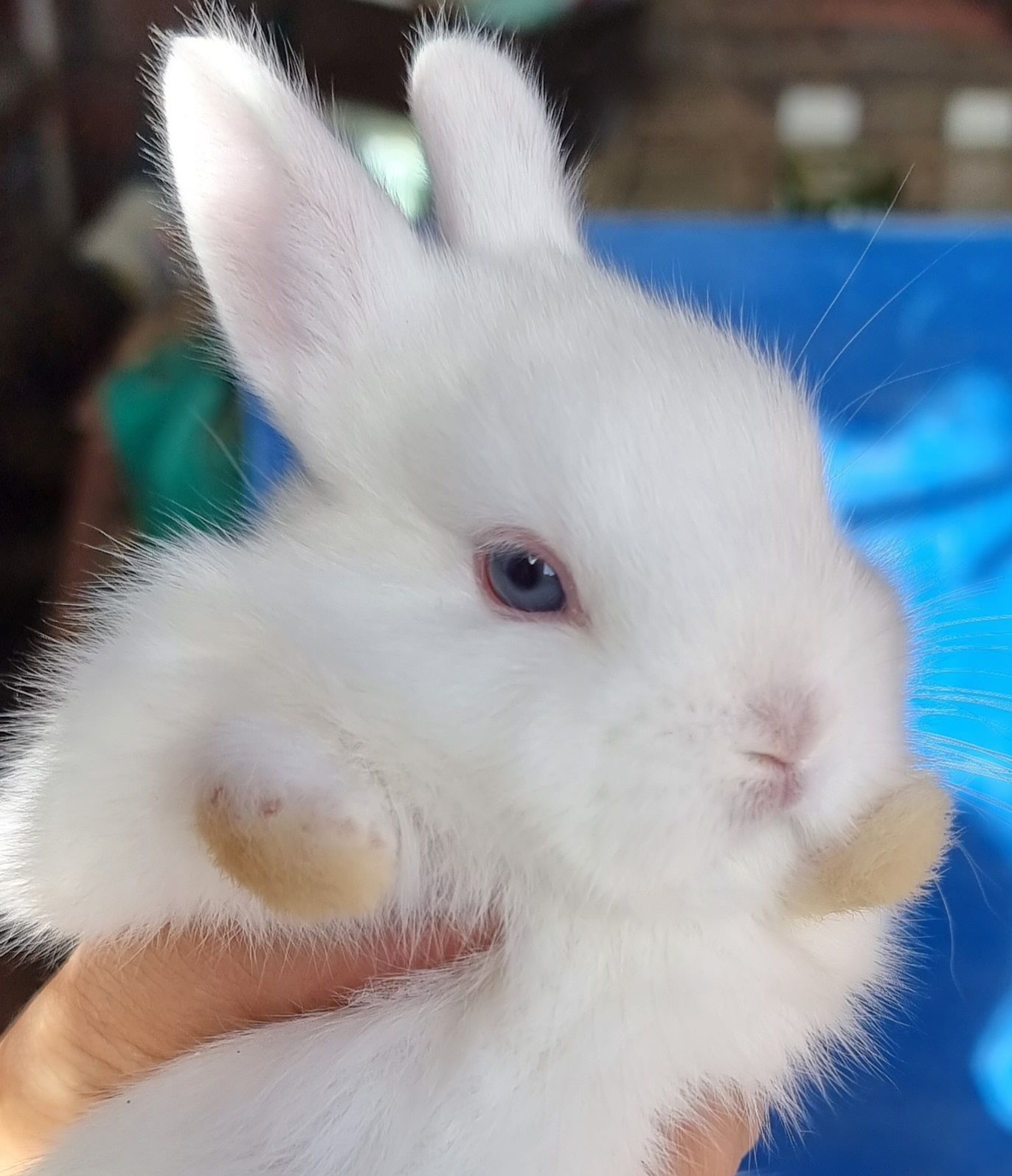 Coelhos mini holandês puros vacinados