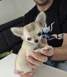 Chihuahua piesek beżowy 600 gramxxs Uran