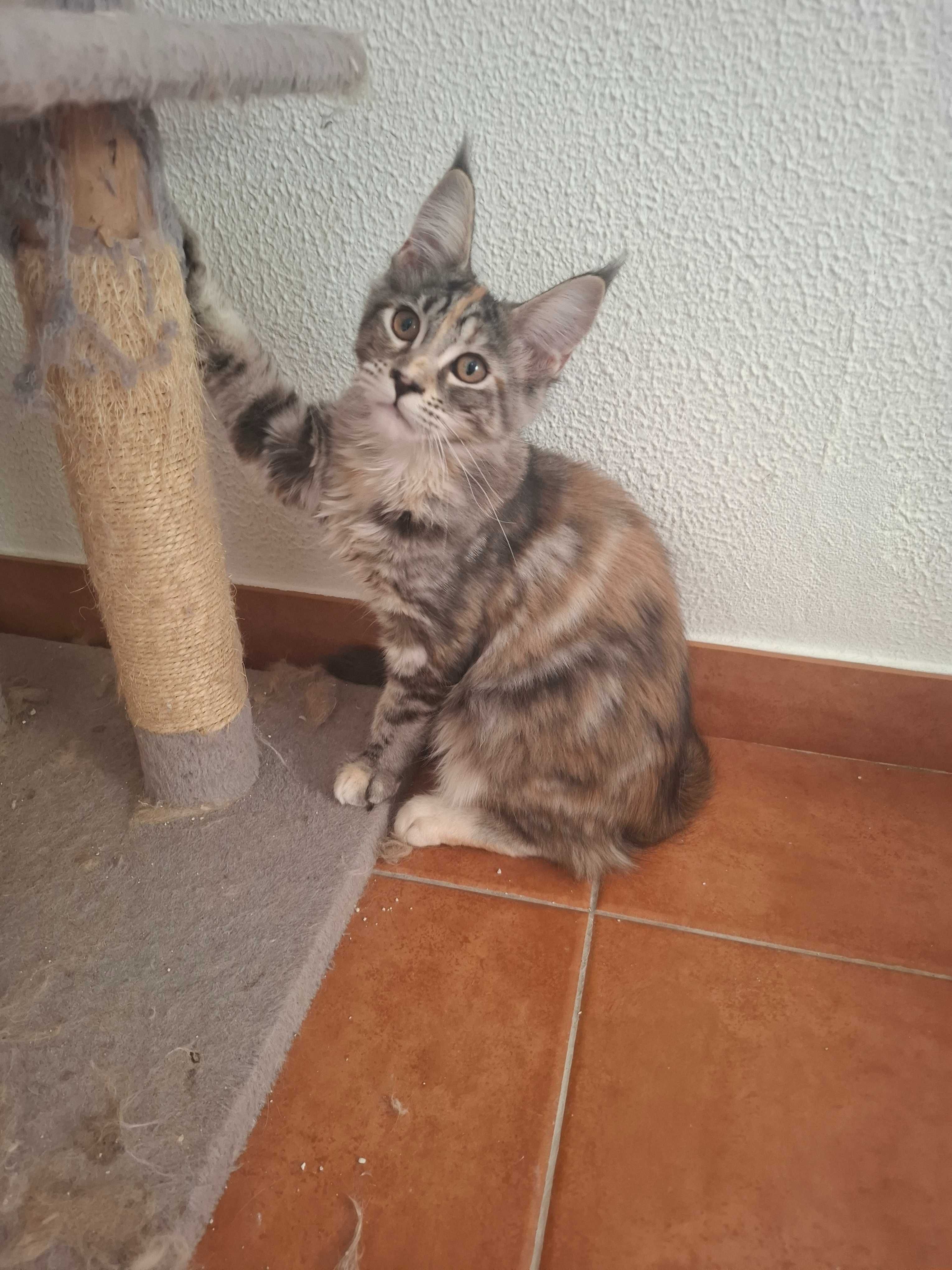 Gatinha 3 meses raça maine coon