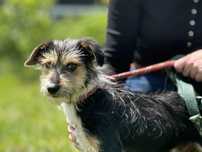 Lemon do adopcji!