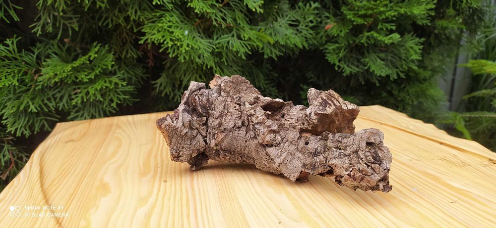 Grota z dębu korkowego+10 kamieni bazaltowych