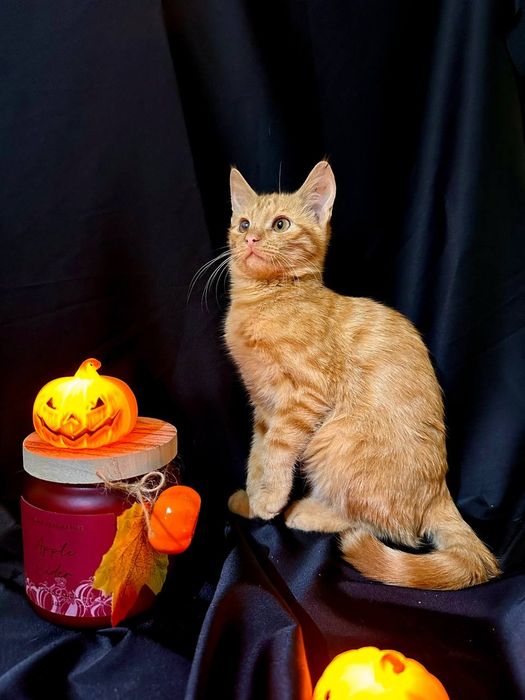 Рыжий котёнок 6 месяцев