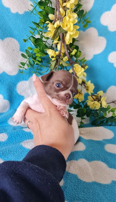 Excelente menina superMini Chihuahua/Chiuaua LinhagemRussa de Qualidad