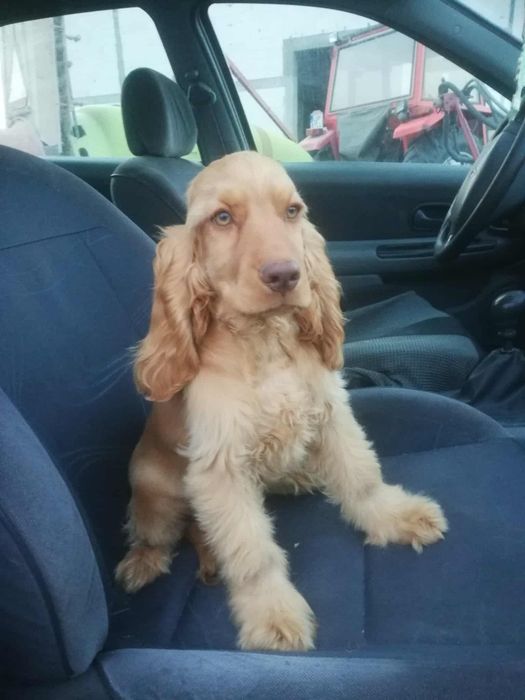 Piesek Cocker spaniel