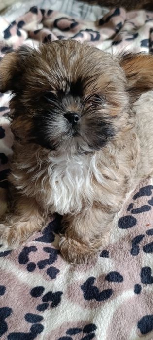 Продам щенка ши-тцу