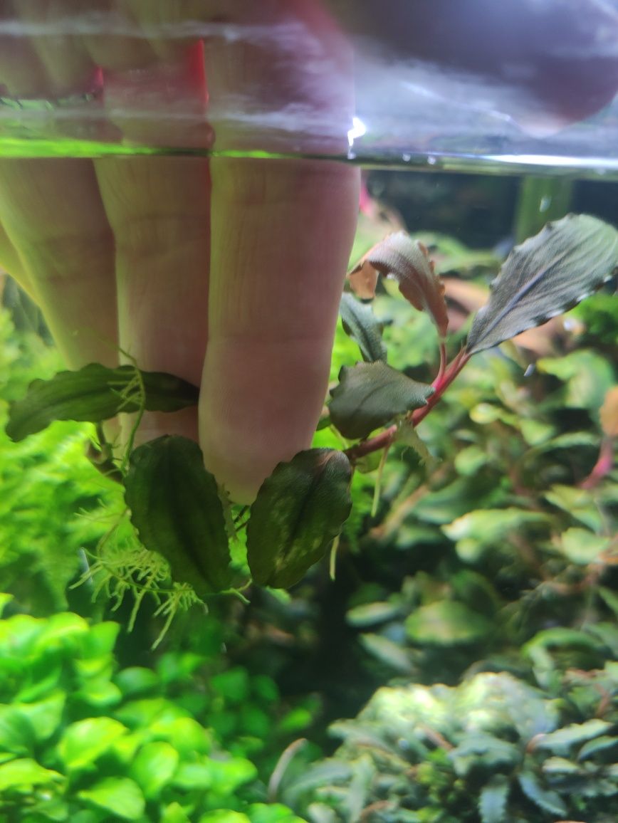 Bucephalandra Shine Blue sadzonka