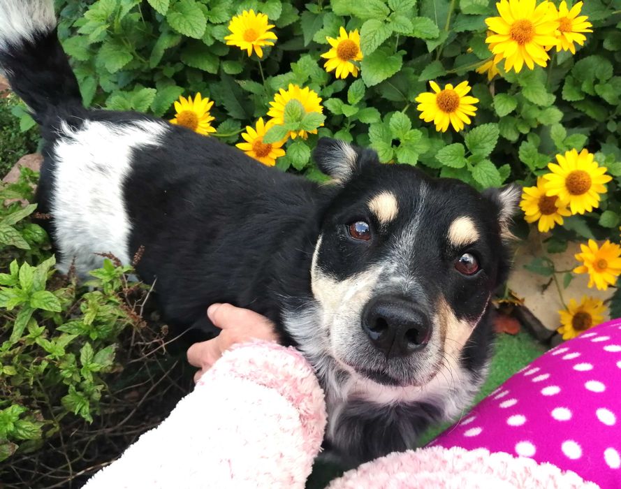 Sympatyczny, maleńki kierownik Gutek szuka miłości na zawsze.