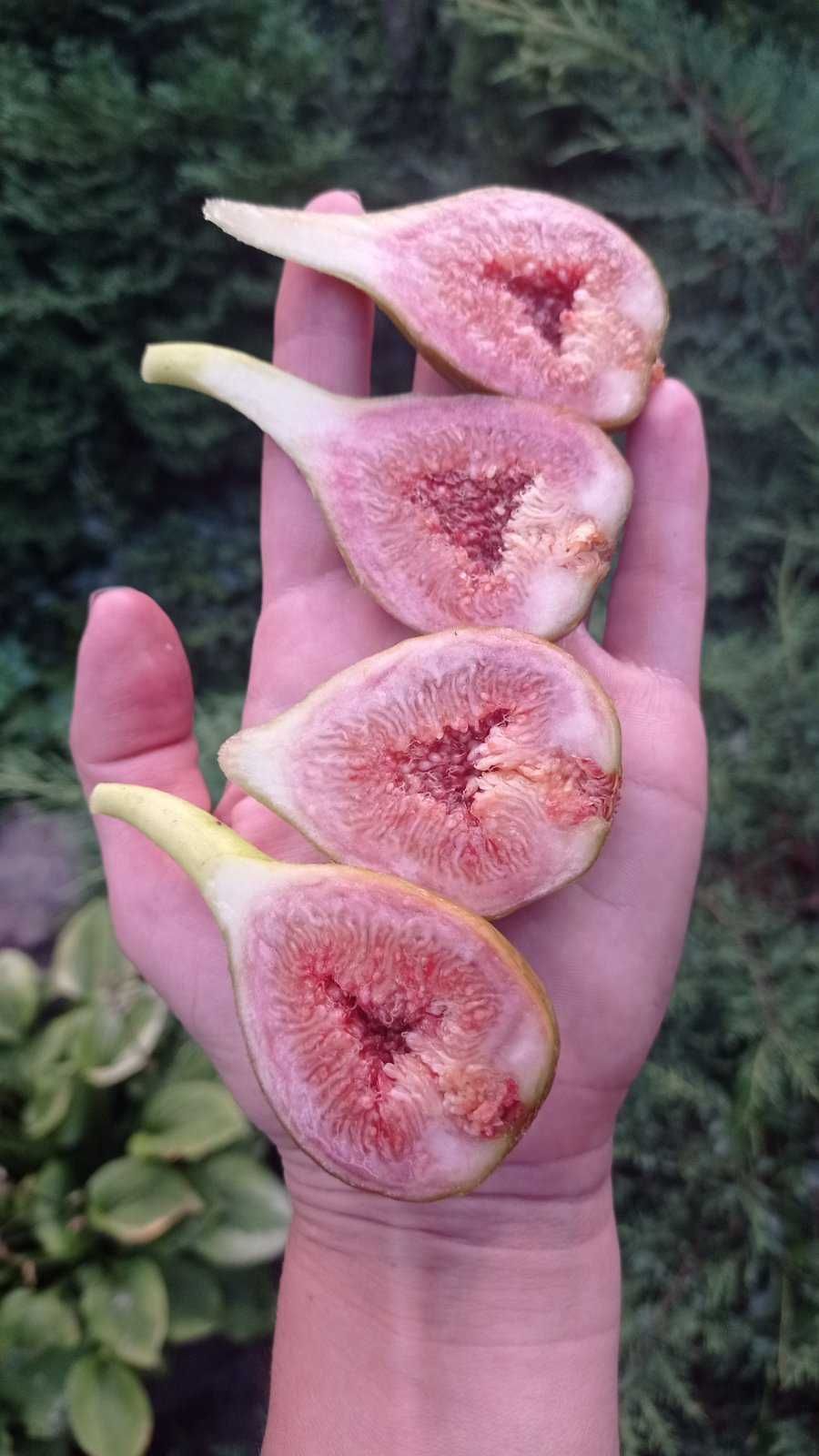 Інжир саджанці ЗКС