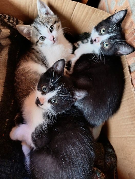Кошенята шукають свою найкращу сім'ю