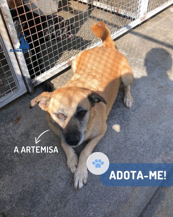 Artemisa cadela porte medio