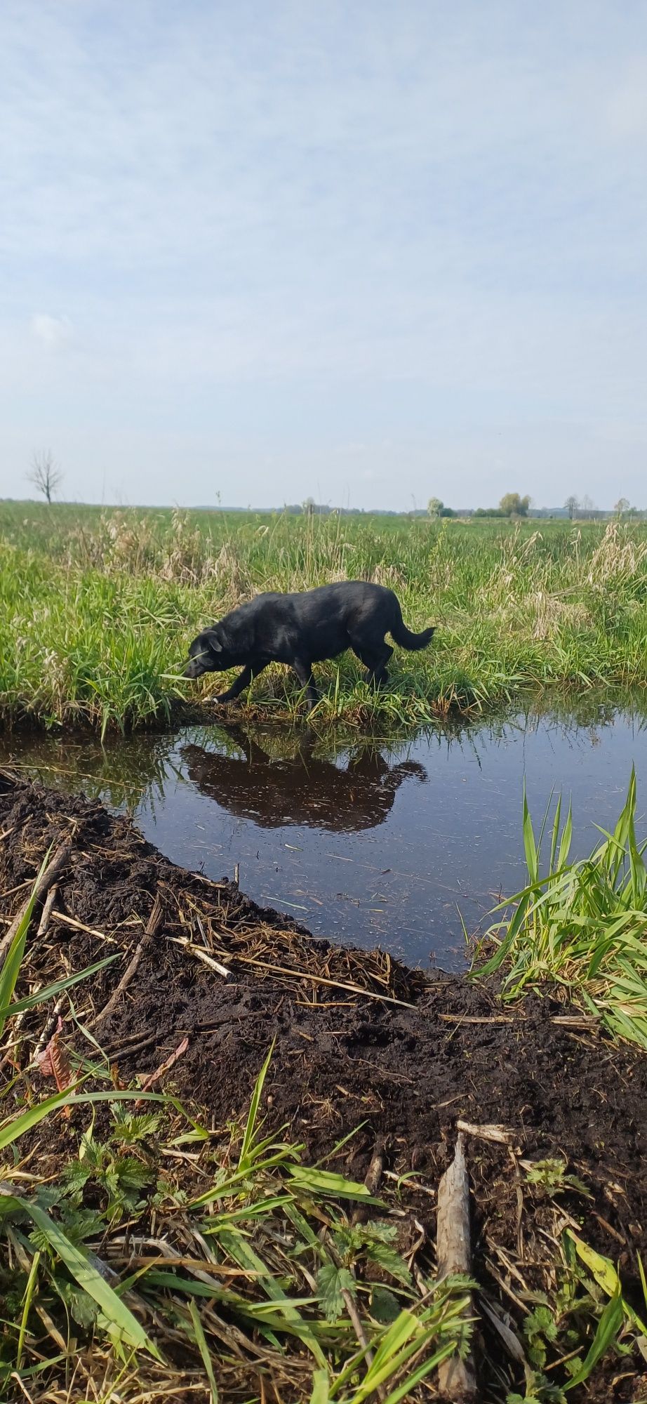 Sana w typie labradora szuka domu