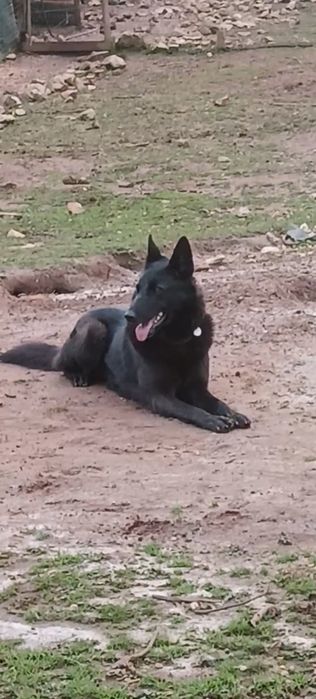 Wolfdog checo X pastor belga