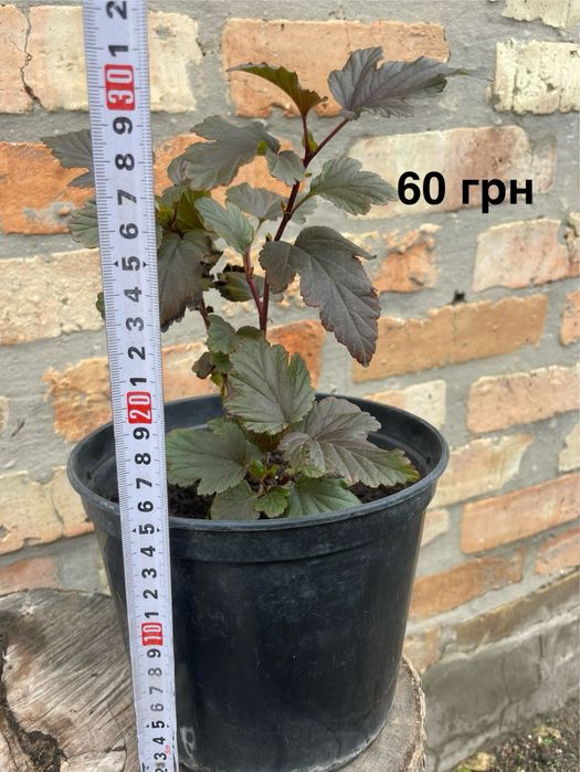 Рослини в горщиках