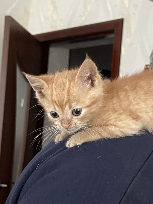 Котятко руде шукає нову родину