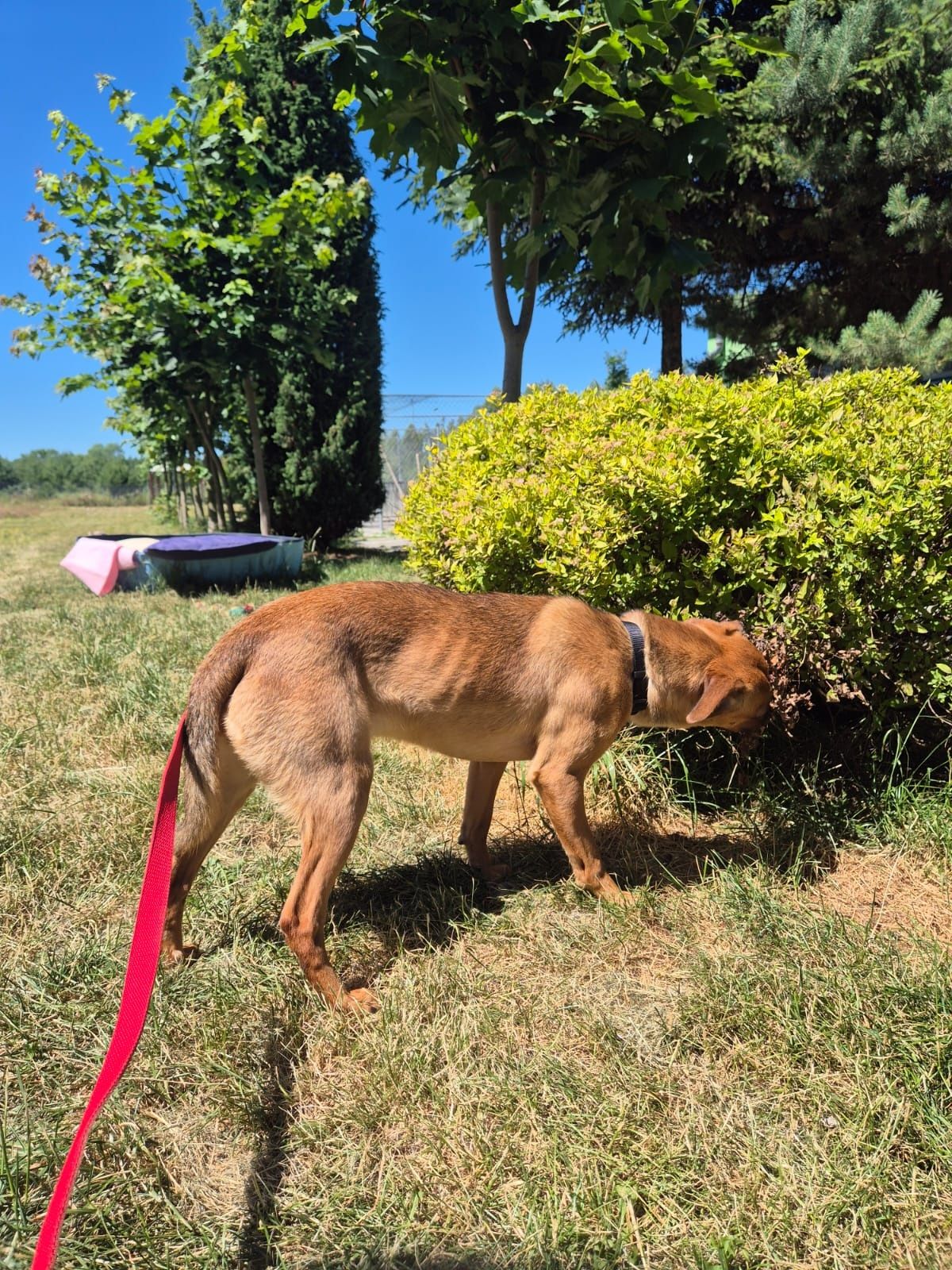 Piękna sarenka Grażka czeka właśnie na Ciebie adopcja DT