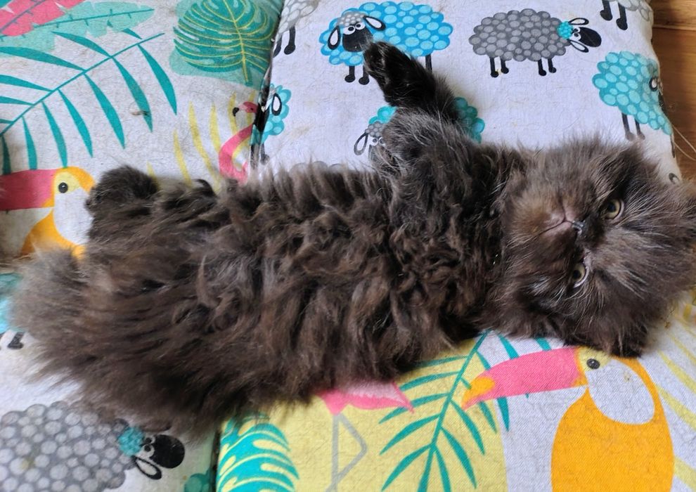 Kotka, kociczki perskie