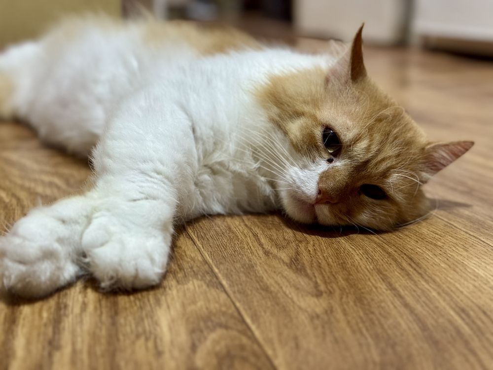 Котик шукає родину