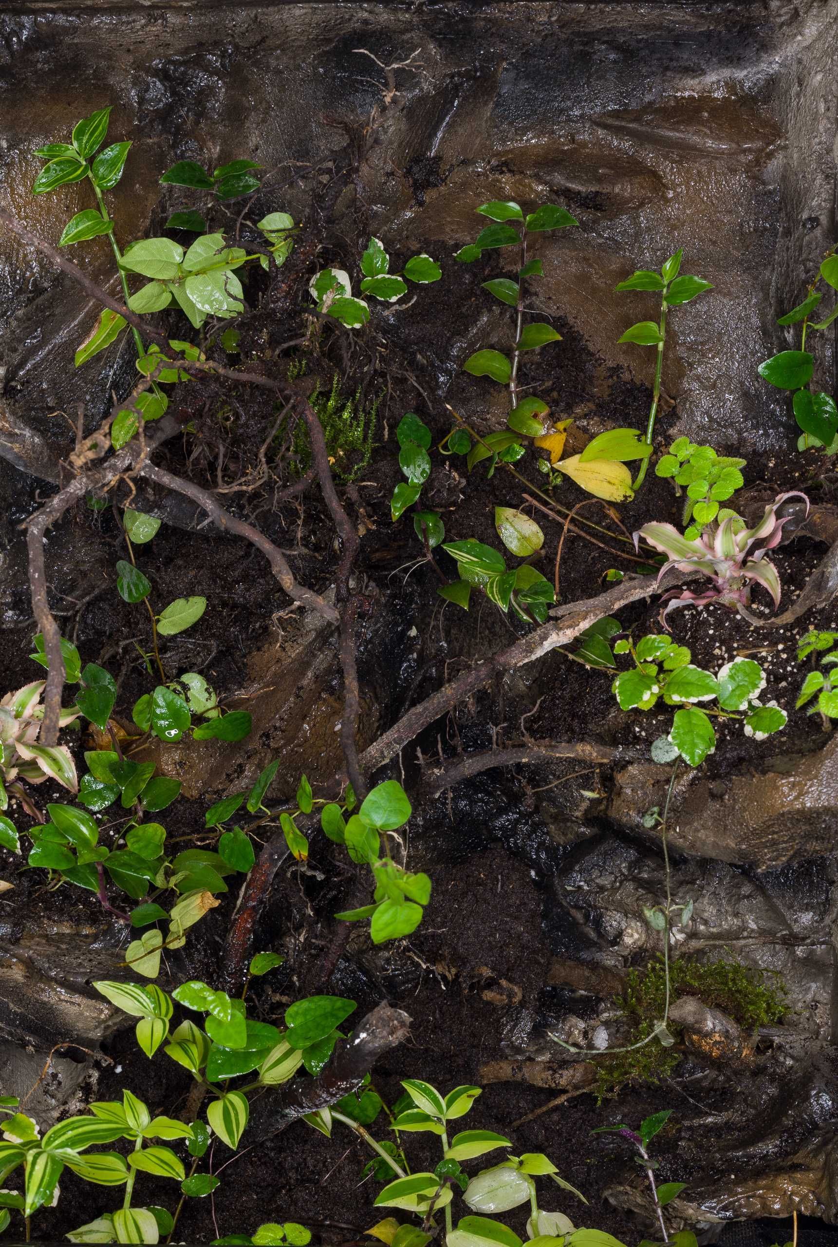 Terrarium tropikalne aktywne biologiczne