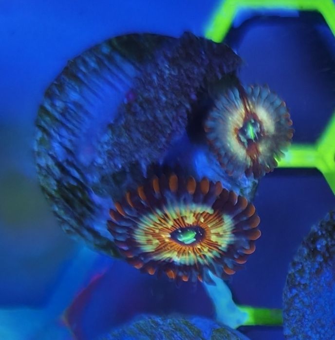 Zoanthus seducion