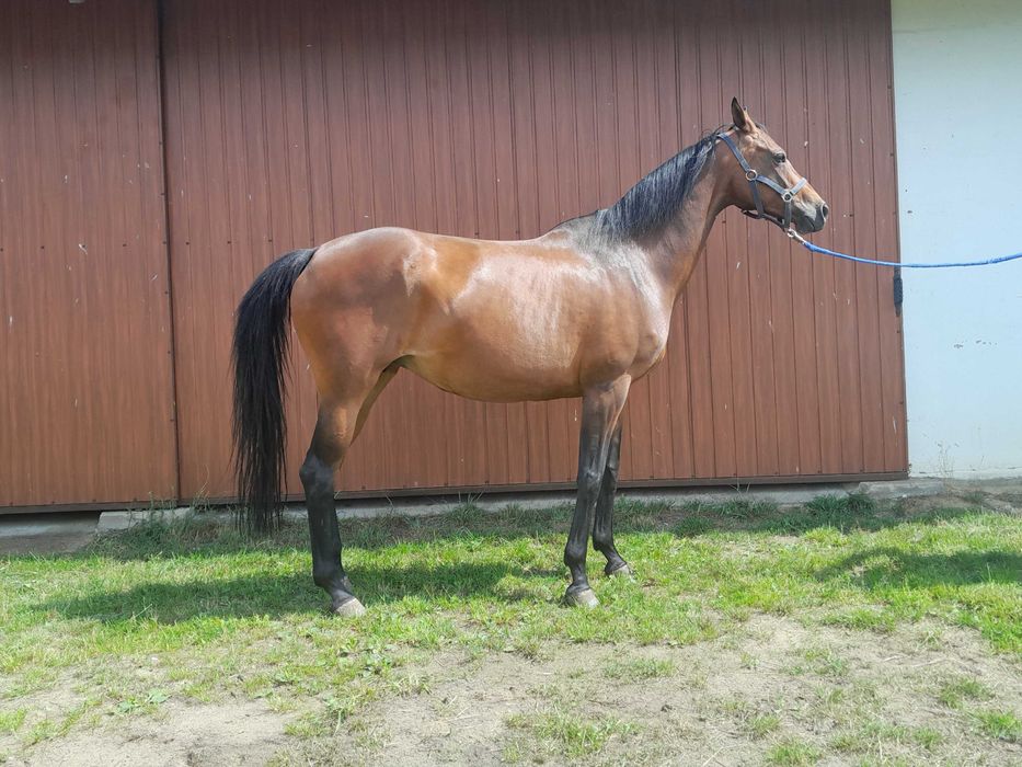 sprzedam źrebną klacz skokową