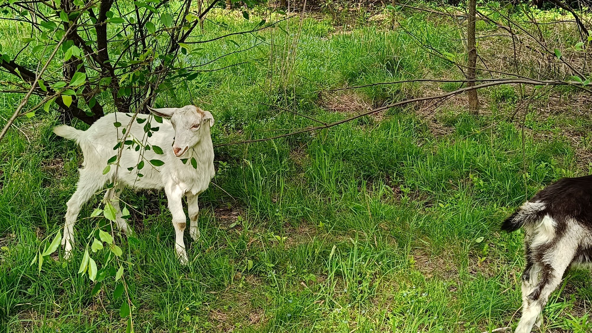 Sprzedam małe kózki