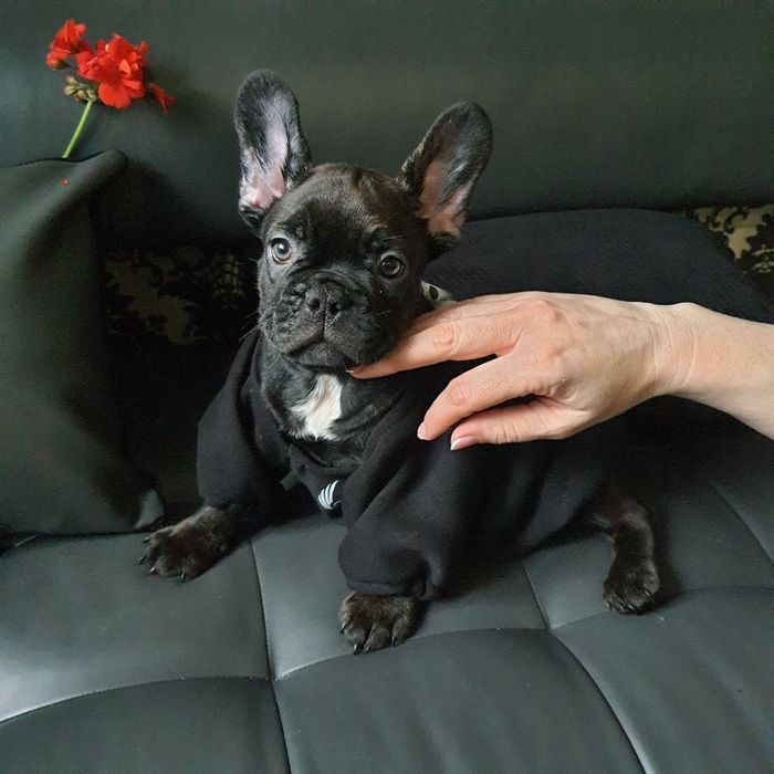 Хлопчик та дівчинка DARK BRINDLE/ CHOCO BRINDLE - TOP-якості