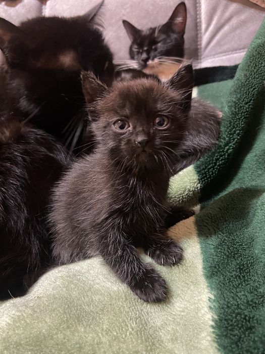 Отдам котят (кот и кошка)