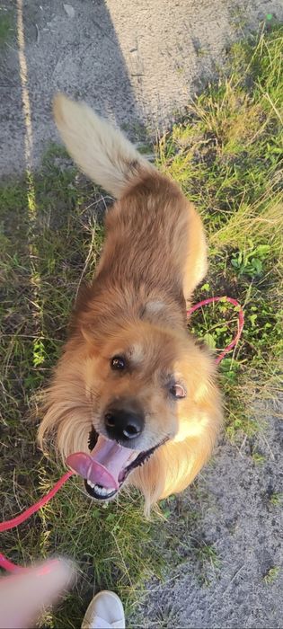 Oddam psa w dobre ręce