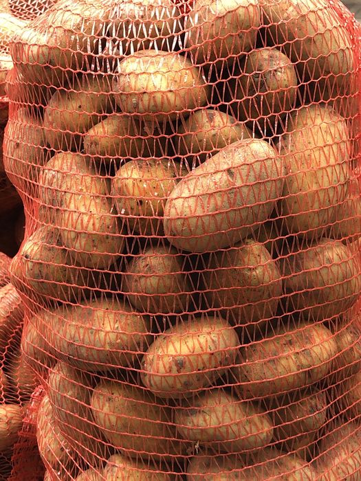 Продам велику картоплю!