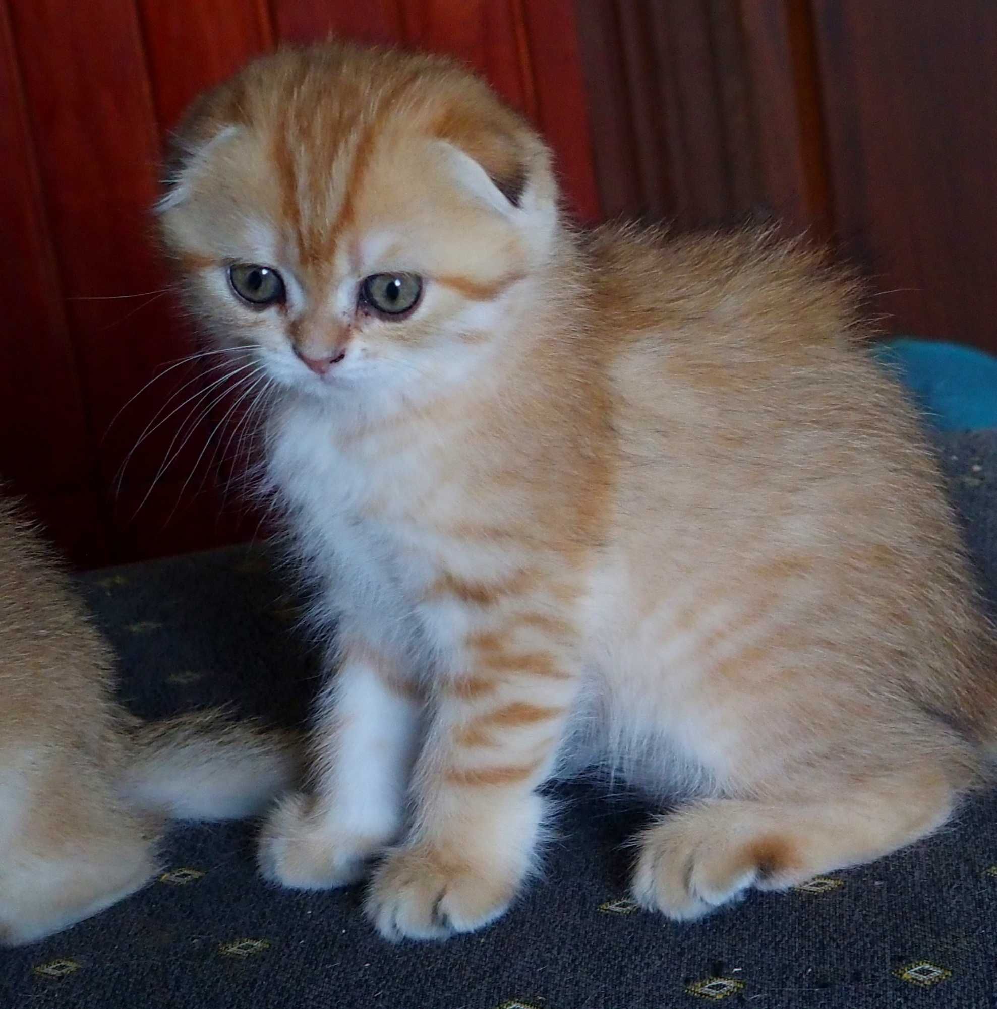 Kotka Szkocka Zwisłoucha PZF WCF , Scottish Fold