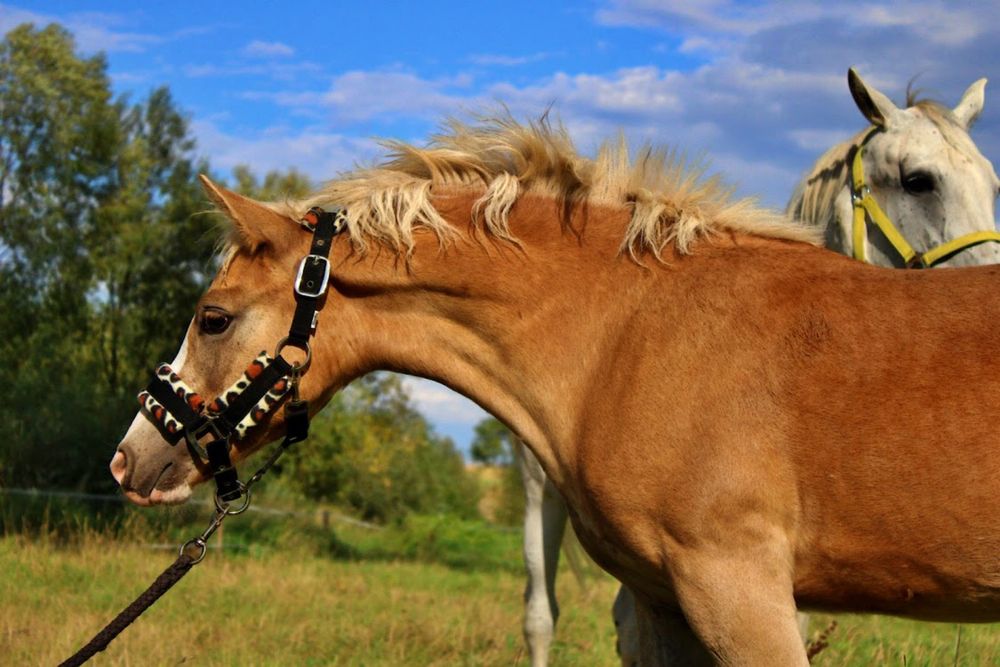 Ogierek Haflinger